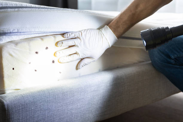 Best Wasp Removal Services  in Runaway Bay, TX