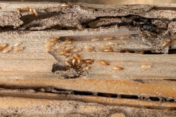 Pest Control for Restaurants in Runaway Bay, TX