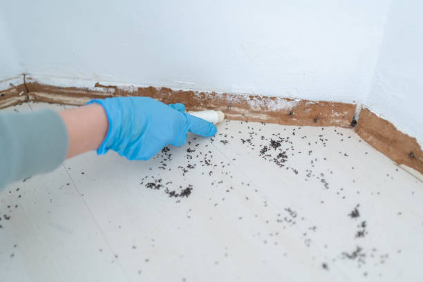 Best Ant Control Services  in Runaway Bay, TX