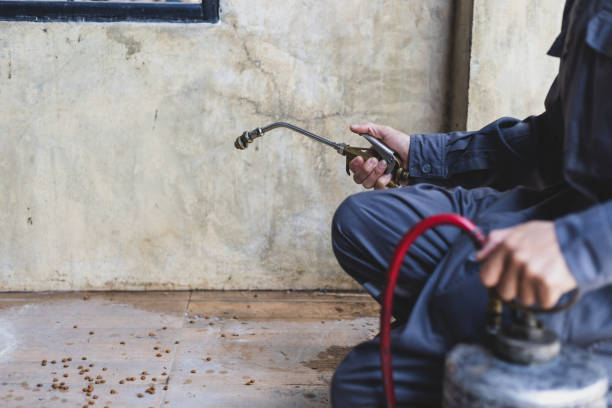 Best Termite Control Services  in Runaway Bay, TX